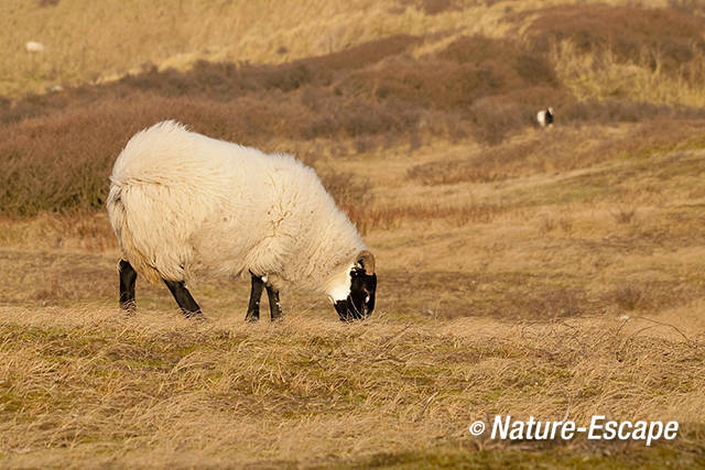 Schaap, Scottish Blackface, begrazing in de duinen, NHD Heemkerk 2 301211