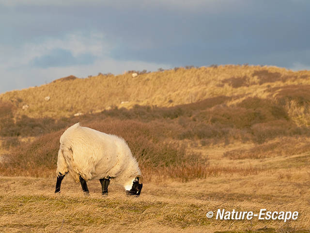 Schaap, Scottish Blackface, begrazing in de duinen, NHD Heemkerk 1 301211