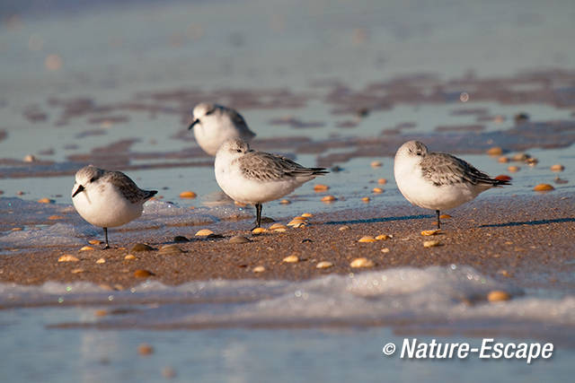 Drieteenstrandlopers, strand Heemskerk 14  041111