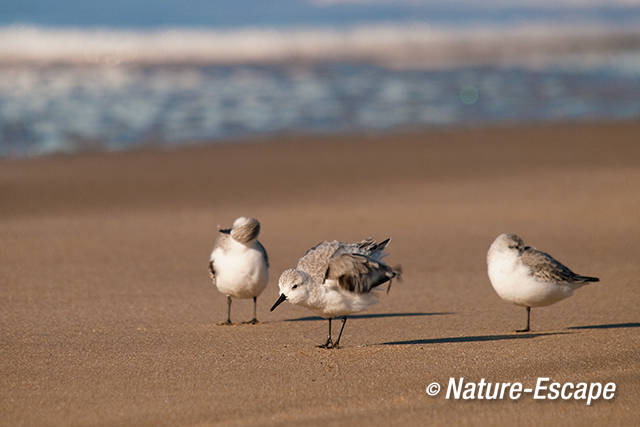 Drieteenstrandlopers, veren opschudden, strand Heemskerk 15  041111