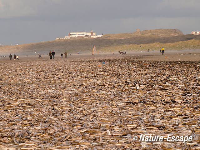 Amerikaanse zwaardschede, schelpen op strand Noordpier, Velsen-Noord 3 020112