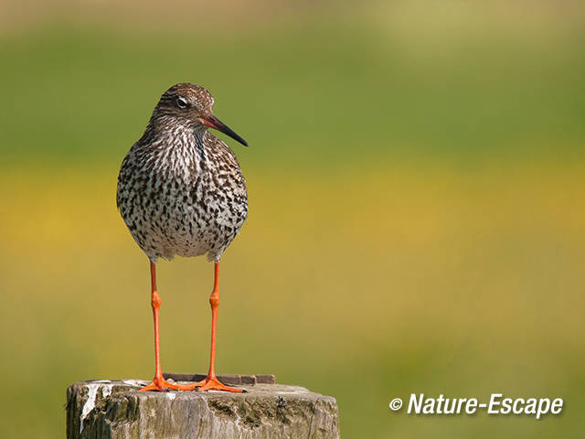 Tureluur, op paal, Castricummerpolder 3 050511