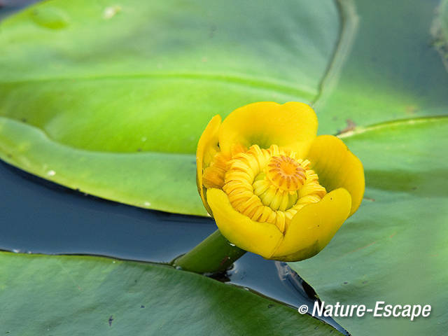 Gele plomp, bloem Purperreiger wandeling