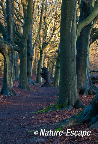 De voet van een omgevallen beuk, AWD1 270112