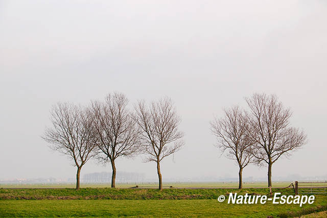 Bomen langs de Groenedijk, Assendelft 1 290112