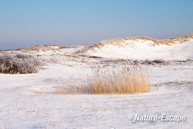 Bevroren poel, en riet, Duivelshoek, NHD Heemskerk 1 040212