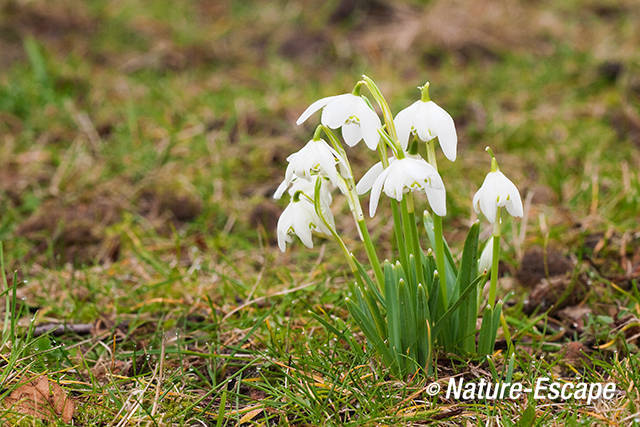 Sneeuwklokje, bloemen, bloei, gevuldbloemig, landgoed Elswout 7 030312