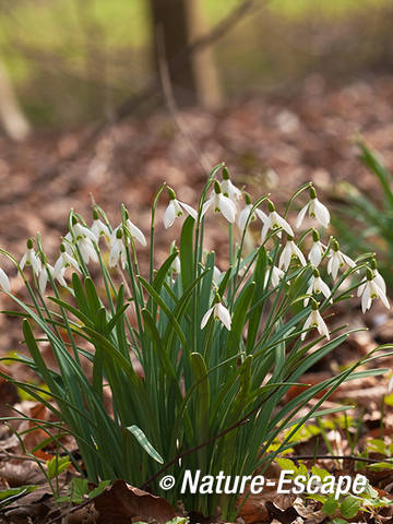 Sneeuwklokjes, pol met bloemen, Elswout 1 170312