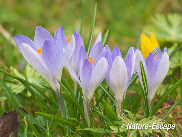 Krokus, bloemen, bloei, Elswout 1 170312