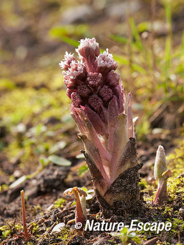 Groot hoefblad, bloemknoppen, Elswout 1 170312