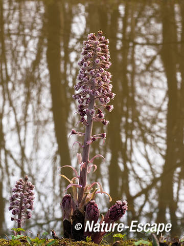 Groot hoefblad, bloei, bloemen, Elswout 1 170312