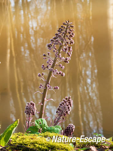 Groot hoefblad, bloei, bloemen, aan waterkant, Elswout 4 230312