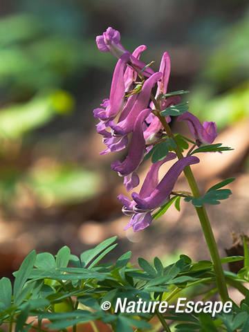 Vingerhelmbloem, voorjaarshelmbloem, bloei, bloemen, Elswout 3 230312