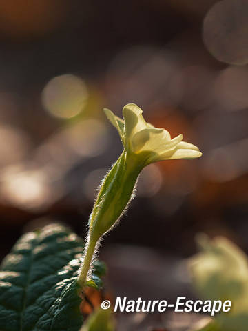 Stengelloze sleutelbloem, bloei, bloem, Elswout 3 2303122