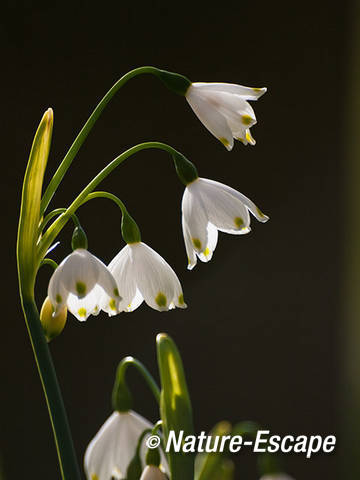 Zomerklokje, bloemen, bloei, Elswout 3 310312