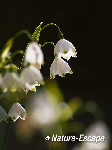 Zomerklokje, bloemen, bloei, Elswout 4 310312