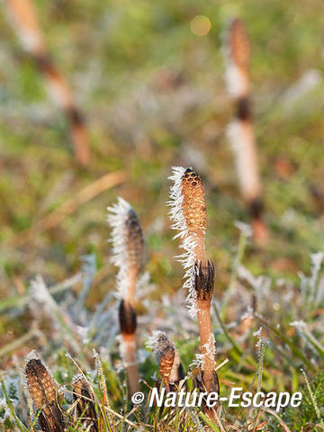 Lidrus, sporenkapsels met rijp, NHD Castricum 2 060412