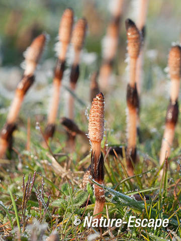 Lidrus, sporenkapsels met rijp, NHD Castricum 1 060412