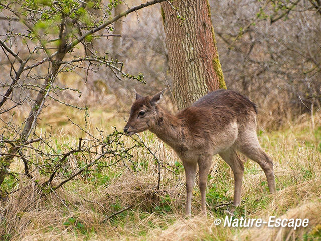 Damhert, jonge hinde, foeragerend, AWD2 070412