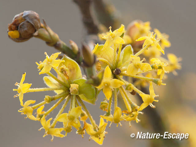 Gele kornoelje, nabloei, bloemen, NHD Castricum 1 240312