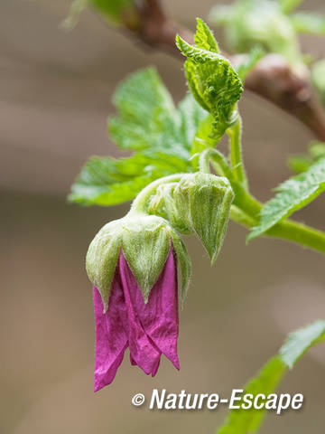 Prachtframboos, openende bloem, bloei, Elswout 1 310312