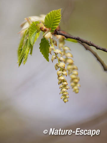 Haagbeuk, katjes, Vinkenduin 1 130412