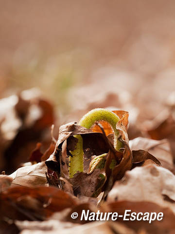 Adelaarsvaren, ontrollend blad tussen dor beukenblad, Vinkenduin 1 130412