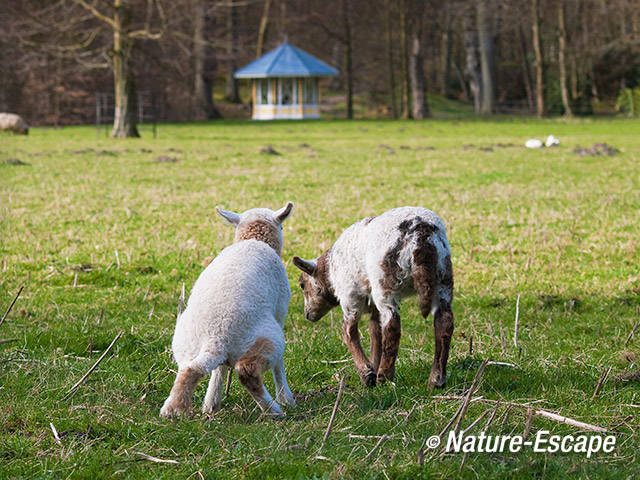 Schaap, Drents heideschaap, lammetjes, lammeren,een plas, Elswout 1 3100312