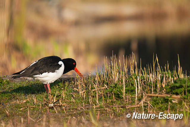 Scholekster, foeragerend, NHD Castricum 060412