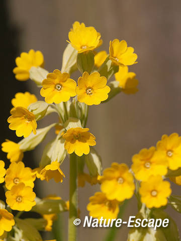 Gulden sleutelbloem, bloemen, bloei, tB1 140412