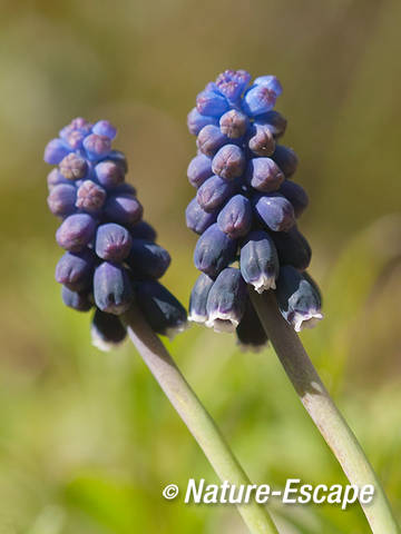 Blauwe druifjes, bloemen, bloei, tB1 140412