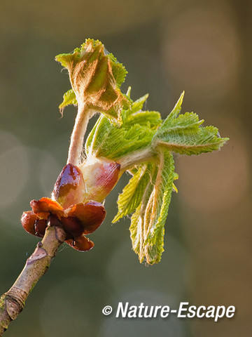 Paardenkastanje, uitlopende knop en jong blad, AWD3 070412