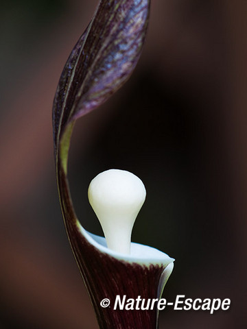 Arisaema sikokianum, detail van de bloem, in de achtertuin, tB3 290412