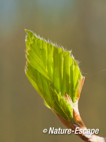 Beuk, uitlopende knop, AWD1 300412