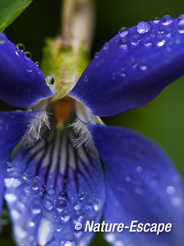 Maarts viooltje, bloem, met waterdruppels, tB2 030512