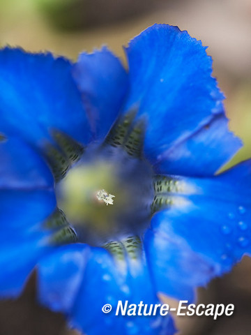 Stengelloze gentiaan, detail van de bloem met waterdruppels, tB3 030512