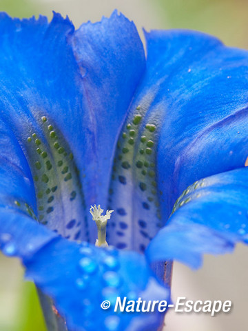 Stengelloze gentiaan, detail van de bloem met waterdruppels, tB1 030512