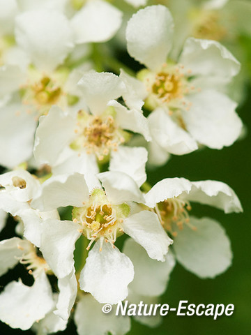 Vogelkers, bloemen, bloei, Elswout 2  050512