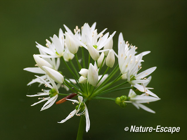 Daslook, bloemen, bloei, Elswout 1 120512