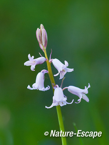 Boshyacint, roze bloemen, NHD Heemskerk 1 120512