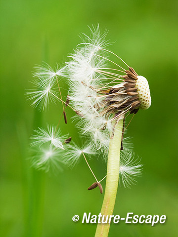 Paardenbloem, verwaaiende zaden, zaadpluisjes, Noordhollands Duinreservaat Castricum 7 120512