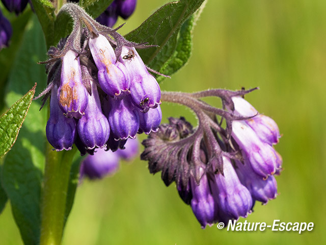 Smeerwortel, bloemen en  mier, Zwmp1 170512