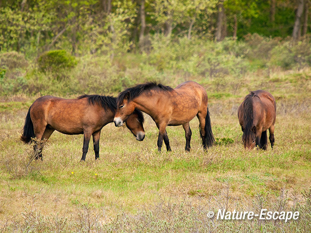 Exmoor pony's, Doornvlak 3 120512