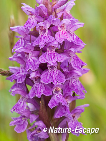 Brede orchis, detail bloemen, Zwanenwater 1 180512