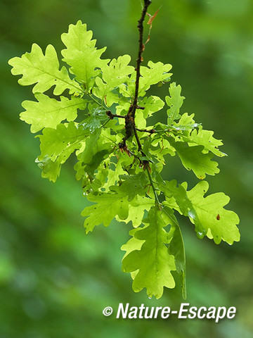 Zomereik, jong blad aan tak, AWD1 190512