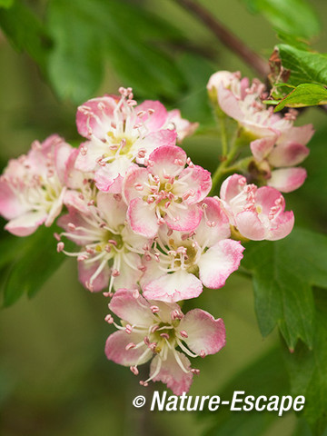 Meidoorn, roze-witte bloemen, AWD1 190512