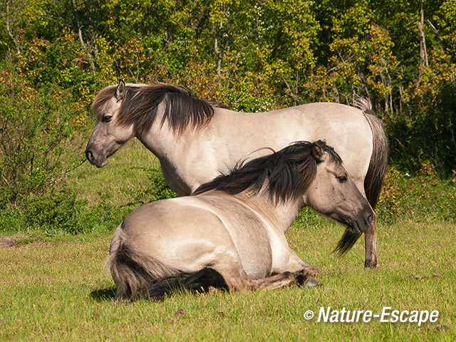 Konikpaarden, NPZK1 260512