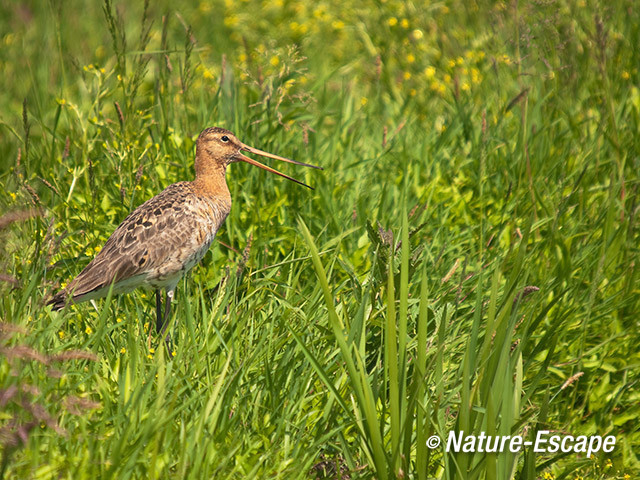 Grutto, roepend, in gras, in weiland, Zwmp 9 020612