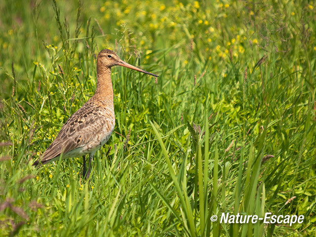 Grutto, in gras, in weiland, Zwmp 7 020612