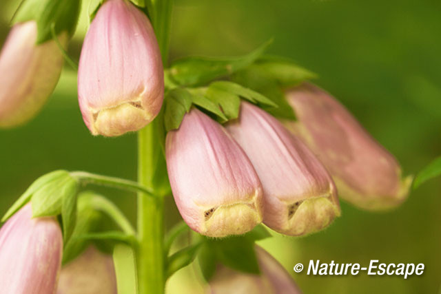 Vingerhoedskruid, openende bloemen, NHD Bakkum 1 230612